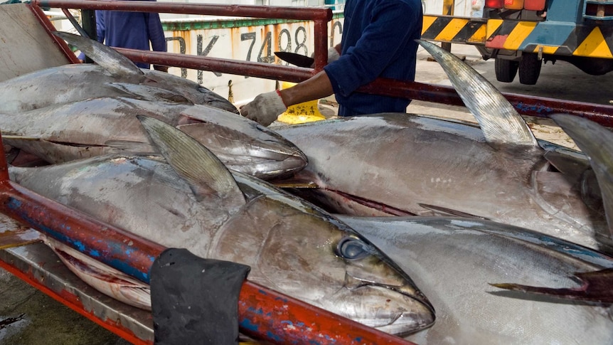 Pacific nations propose sharp fee increase for foreign tuna boats