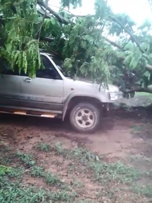 A still from a video of a tree that has smashed into a four-wheel-drive after it was ripped out by its roots