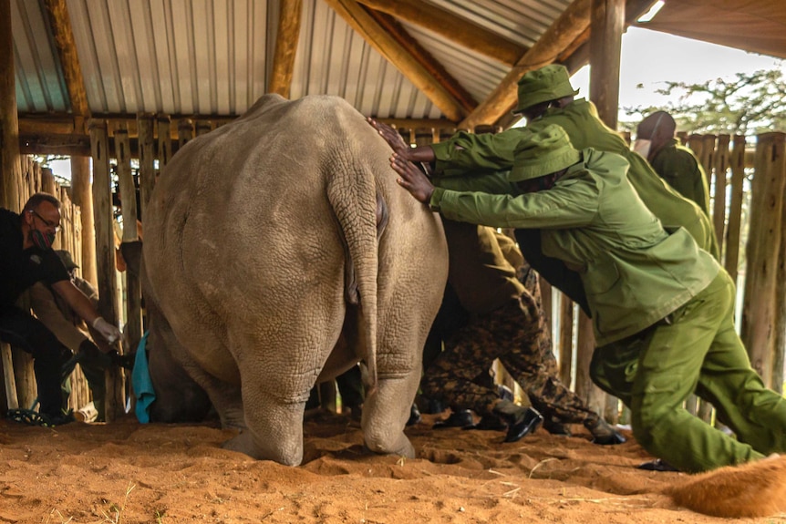 Men try to manoeuvre a rhino inside a pen