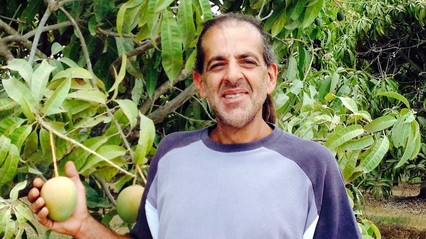 Peter Manolis holds one of his mangoes in his hand.