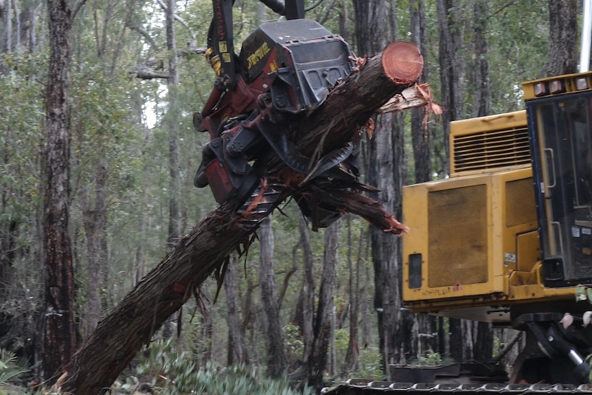 A harvesting machine carries a timber log