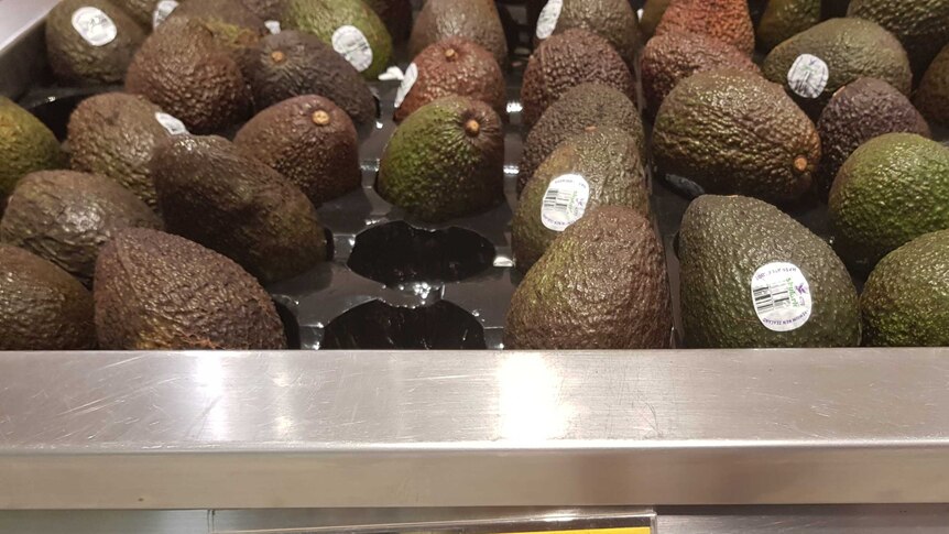 Bruised-looking avocados on a supermarket tray.