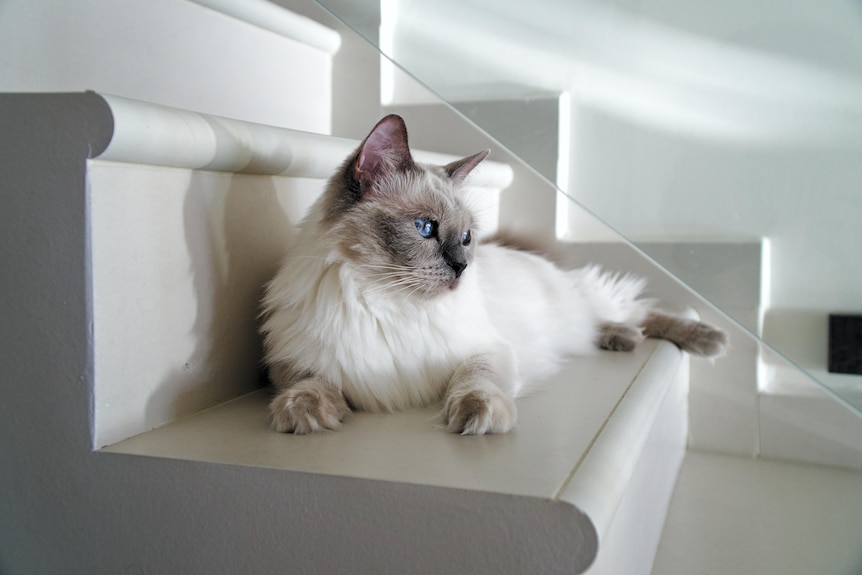 White cat sits on steps