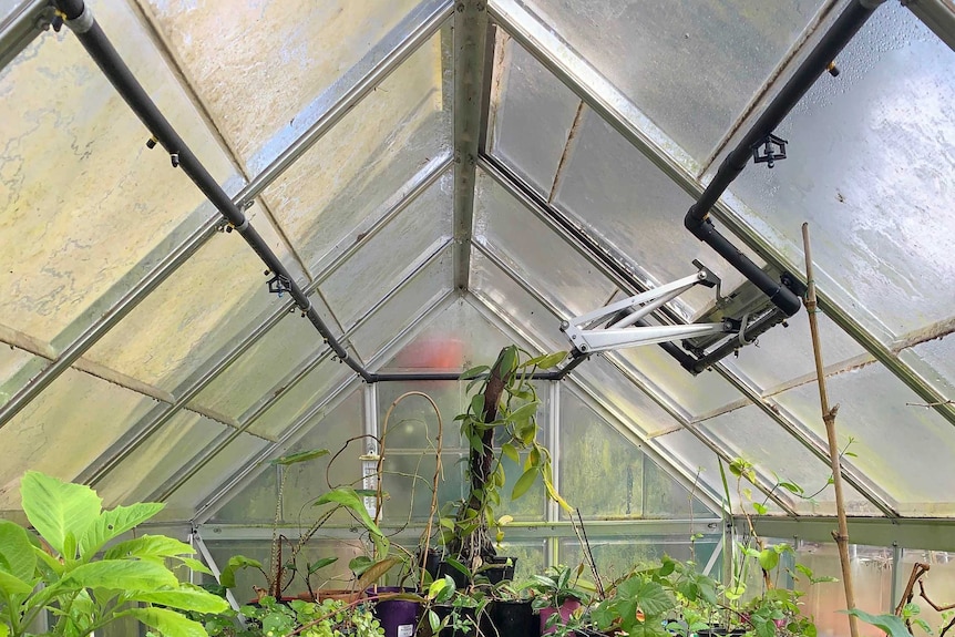 Inside a greenhouse with small plants in pots stacked on shelves.