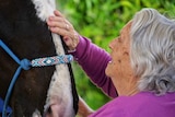elderly lady stroking the nose of a black and white  horse