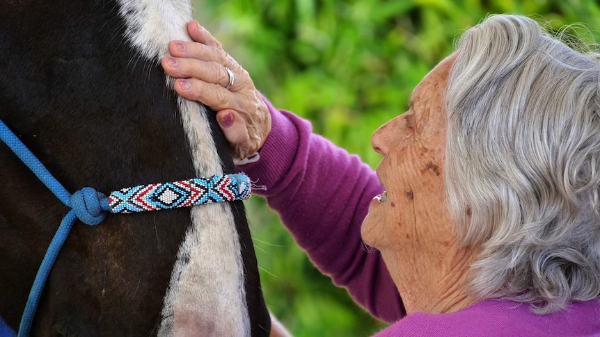 elderly lady stroking the nose of a black and white  horse