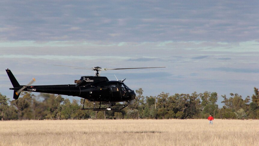 Peter Lewis does a piece to camera while the ABC chopper slowly flies across a paddock.