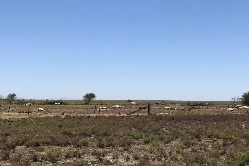 Dead cattle behind a fence at a property near Winton.