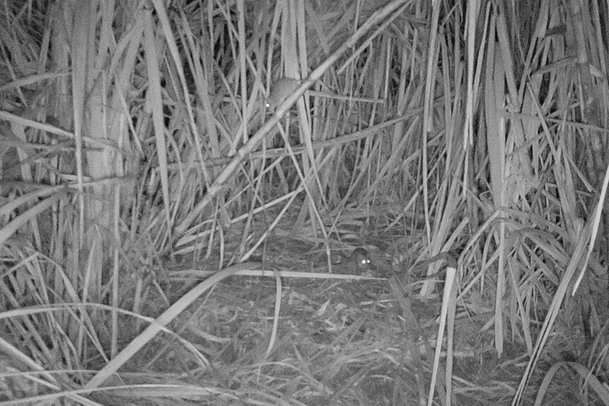 Night vision of two rats in a sugar cane field. 