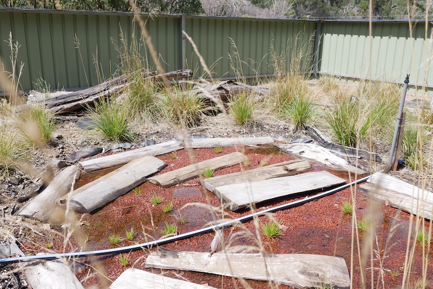 A corroboree frog enclosure with grass and logs