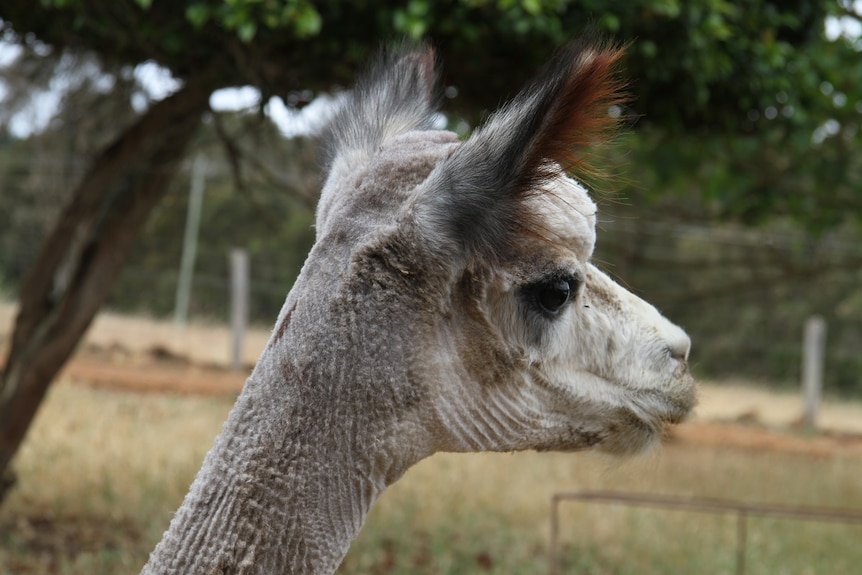 A freshly shorn alpaca