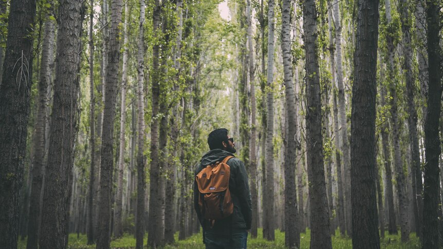 Man wears orange backpack stares up at tall trees in green forest. 