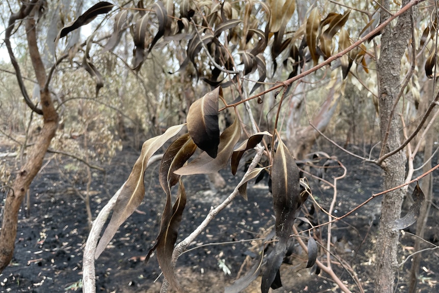 Burnt leaves of a gum tree