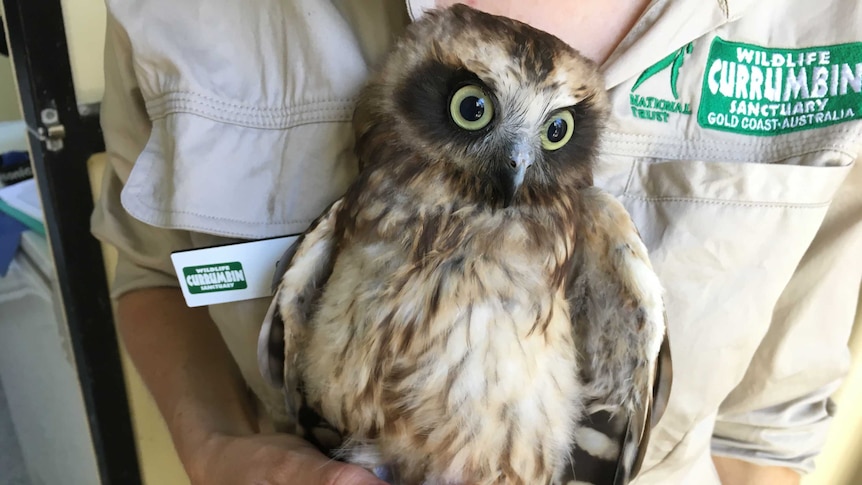 A boobook orphan being handled by a cadet at Currumbin Wildlife Hospital on the Gold Coast.