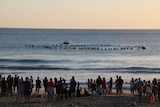 Surfers pay tribute in the water off Singleton Beach.