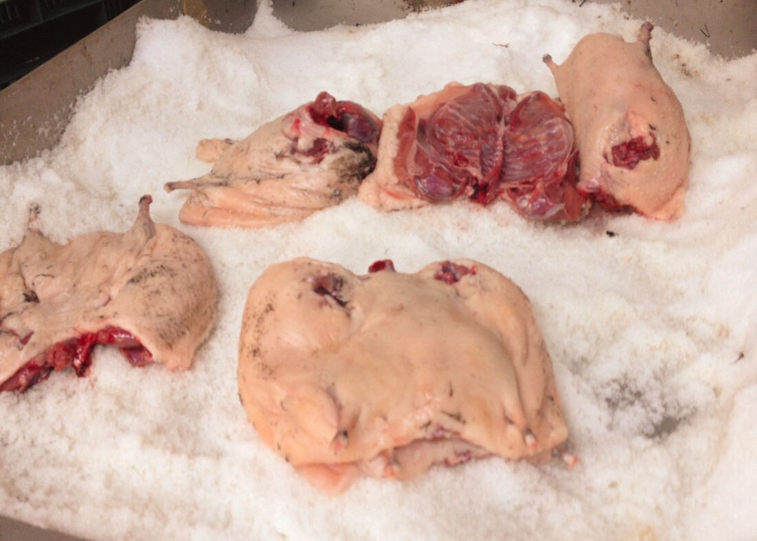 Large muttonbird bodies in a tray of salt