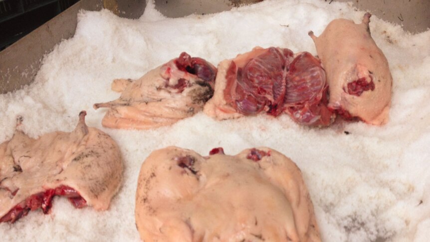 Large muttonbird bodies in a tray of salt