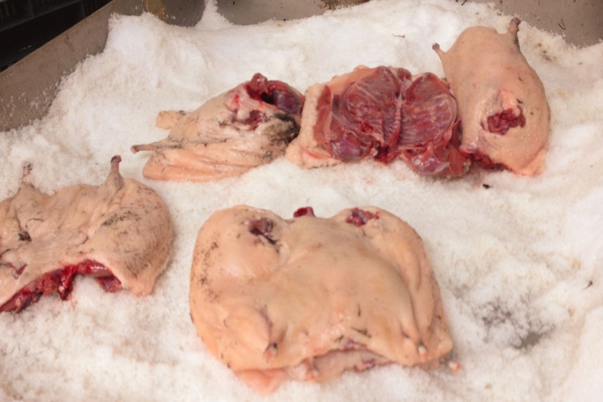 Large muttonbird bodies in a tray of salt