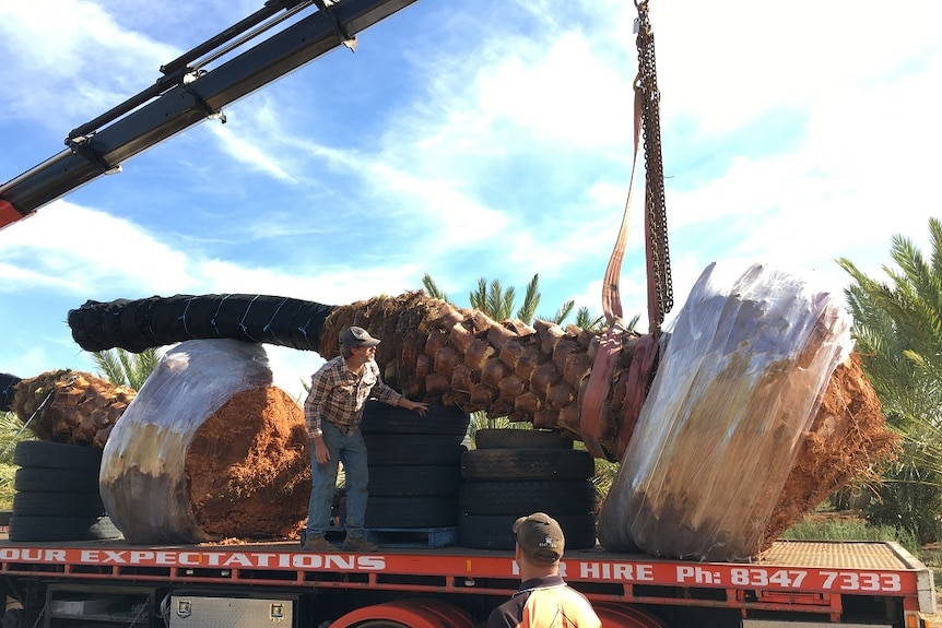 Date trees being loaded onto the back of a truck for transportation to Adelaide.