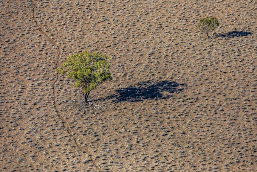 Two trees and shadows on a desert landscape from above