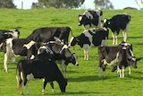 South Australian dairy cows.