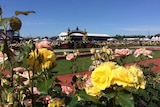 Roses at Flemington