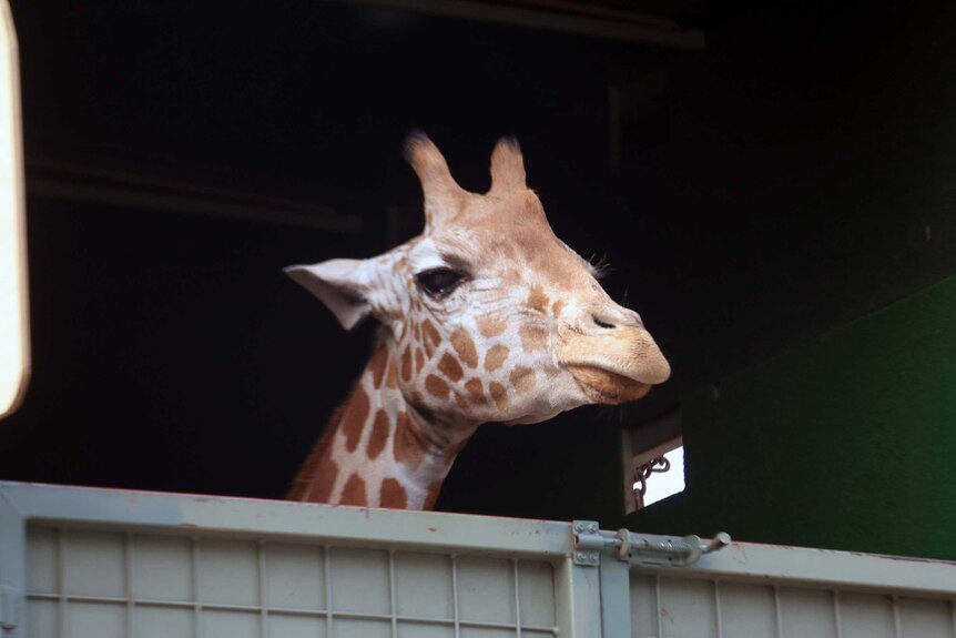 Kitoto the giraffe looks out over a box arrives at Perth Zoo.
