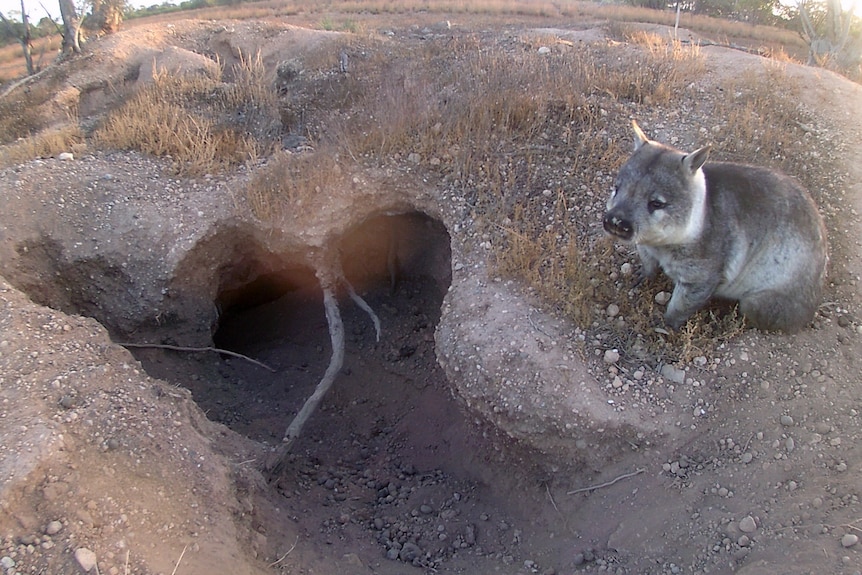 A wombat near a burrow in the desert.