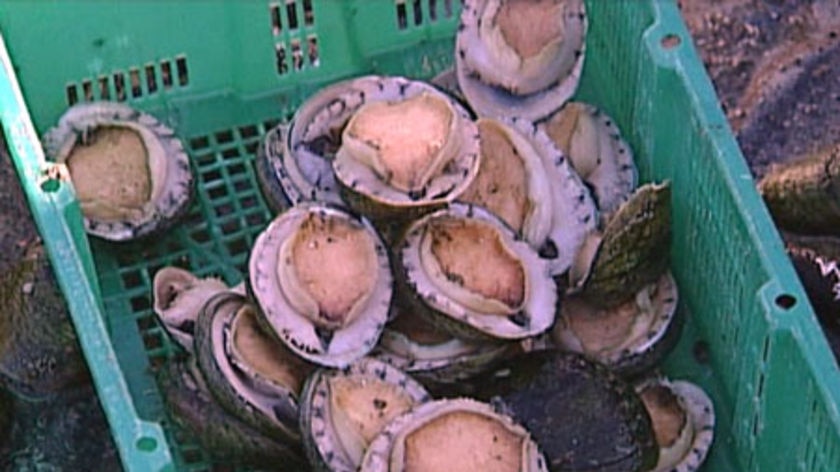 abalone in a crate