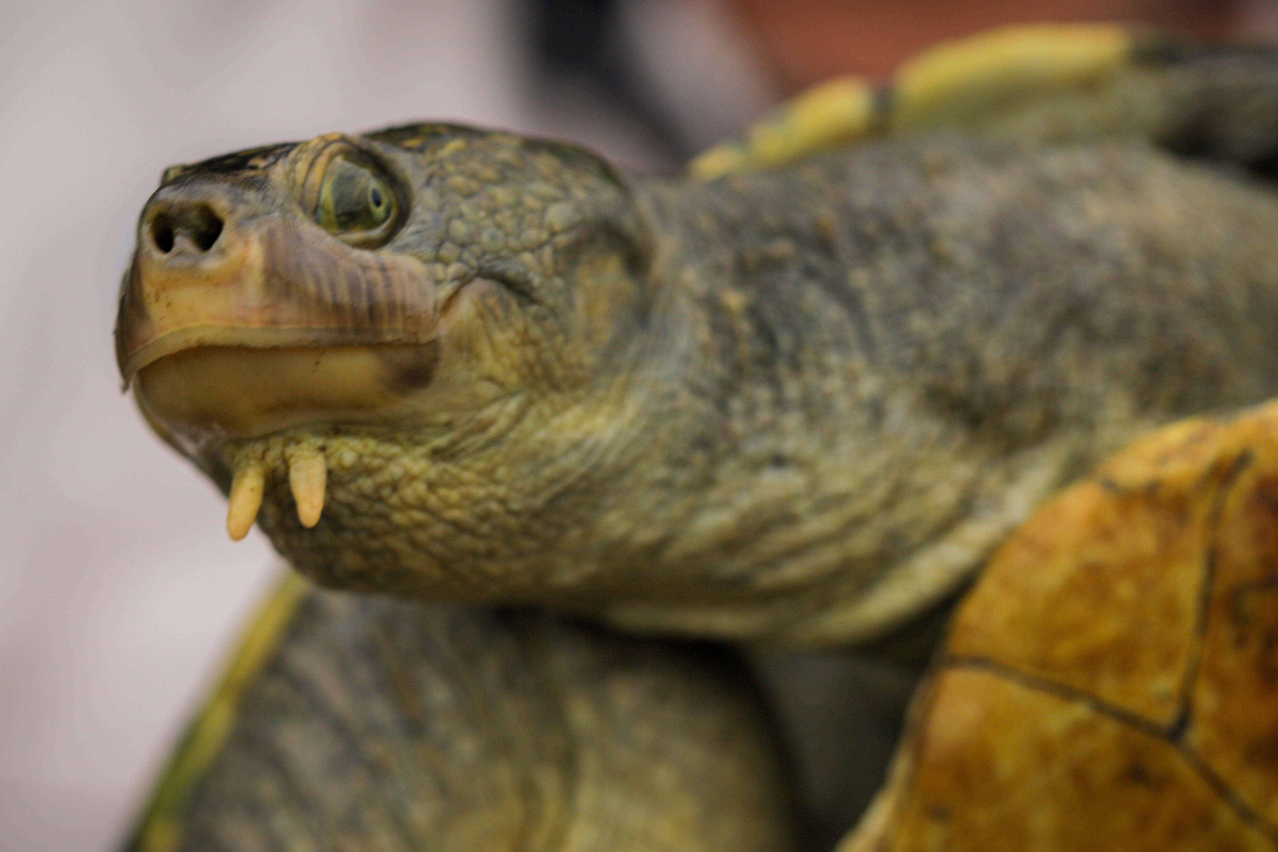 Closeup of a turtle that is coloured green