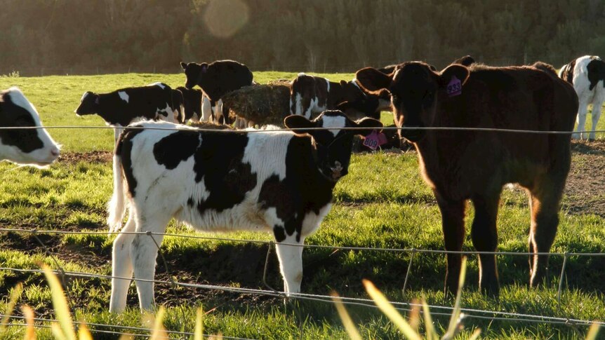 Dairy cows in a paddock, image from Van Diemen's Land Company website.