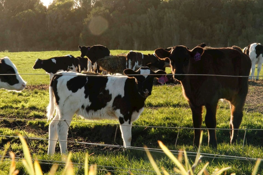 Dairy cows in a paddock, backlit by the low sun.
