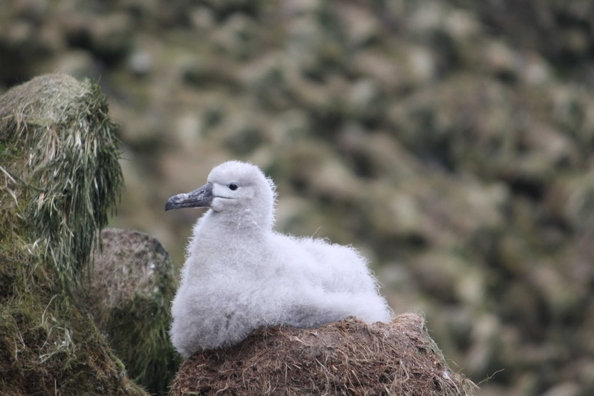 Albatross chick