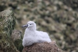 Albatross chick