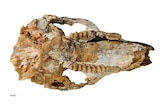 Skull of the newly discovered Cookeroo hortusensis.