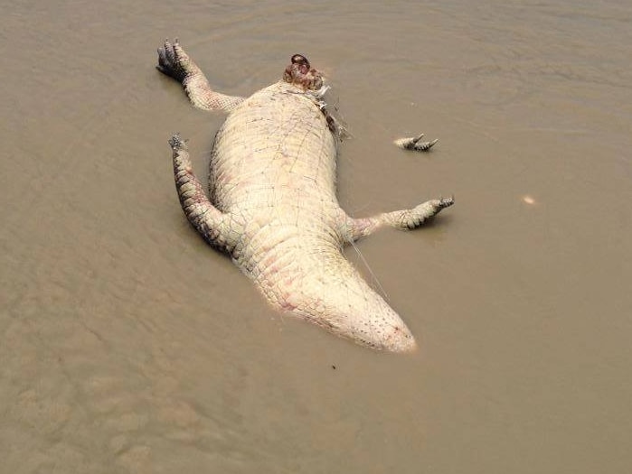 Crocs caught in fishing nets