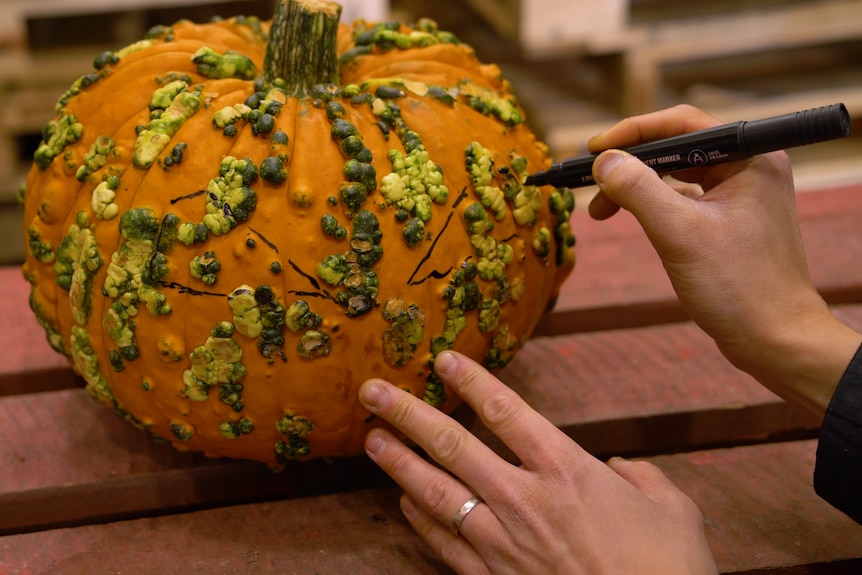 Thanh Truong is using a black permanent marker to draw triangular eyes onto his bright orange warty goblin pumpkin