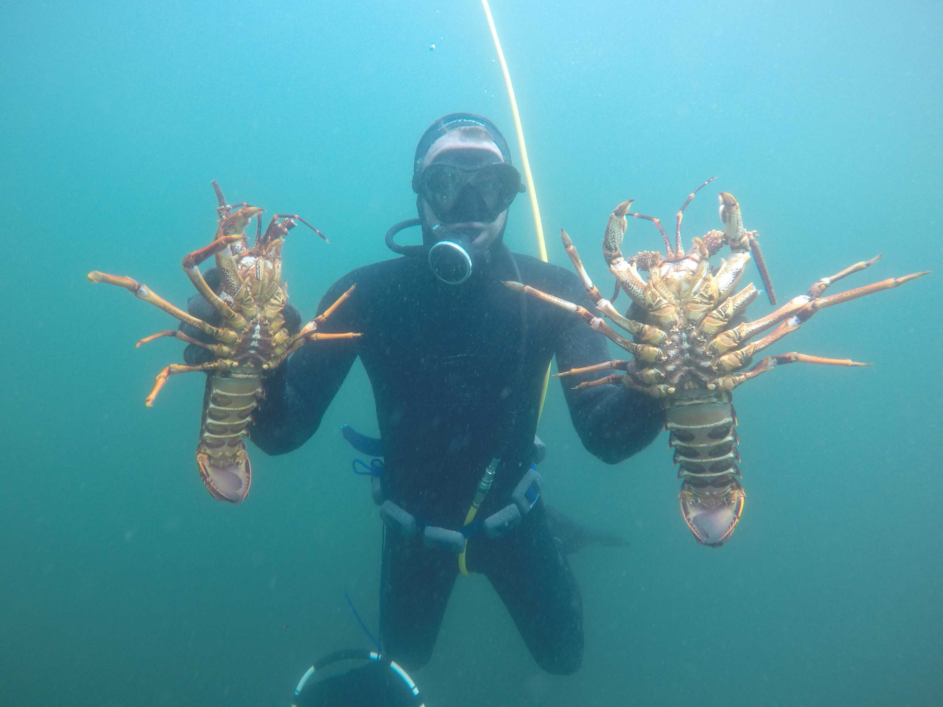 Call for regulation for hookah diving equipment to save lives ABC News