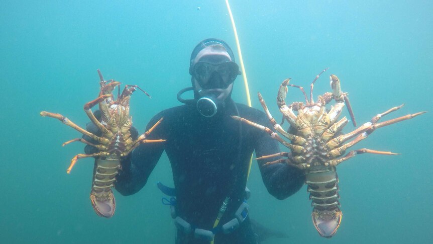 Underwater photo of a man in a wetsuit holding 2 lobsters with a yellow tube behind him