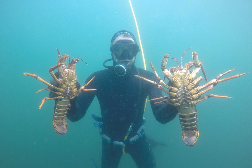 Underwater photo of a man in a wetsuit holding 2 lobsters with a yellow tube behind him