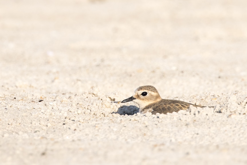 A close-up photo of a little glover bird roosting in the sand. 