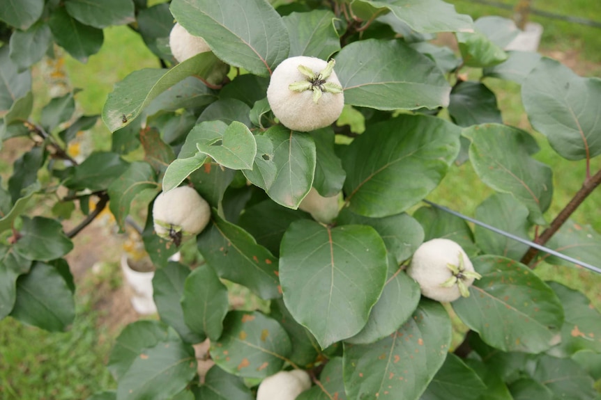 A close up of small green quinces with velvety-skin in an orchard.