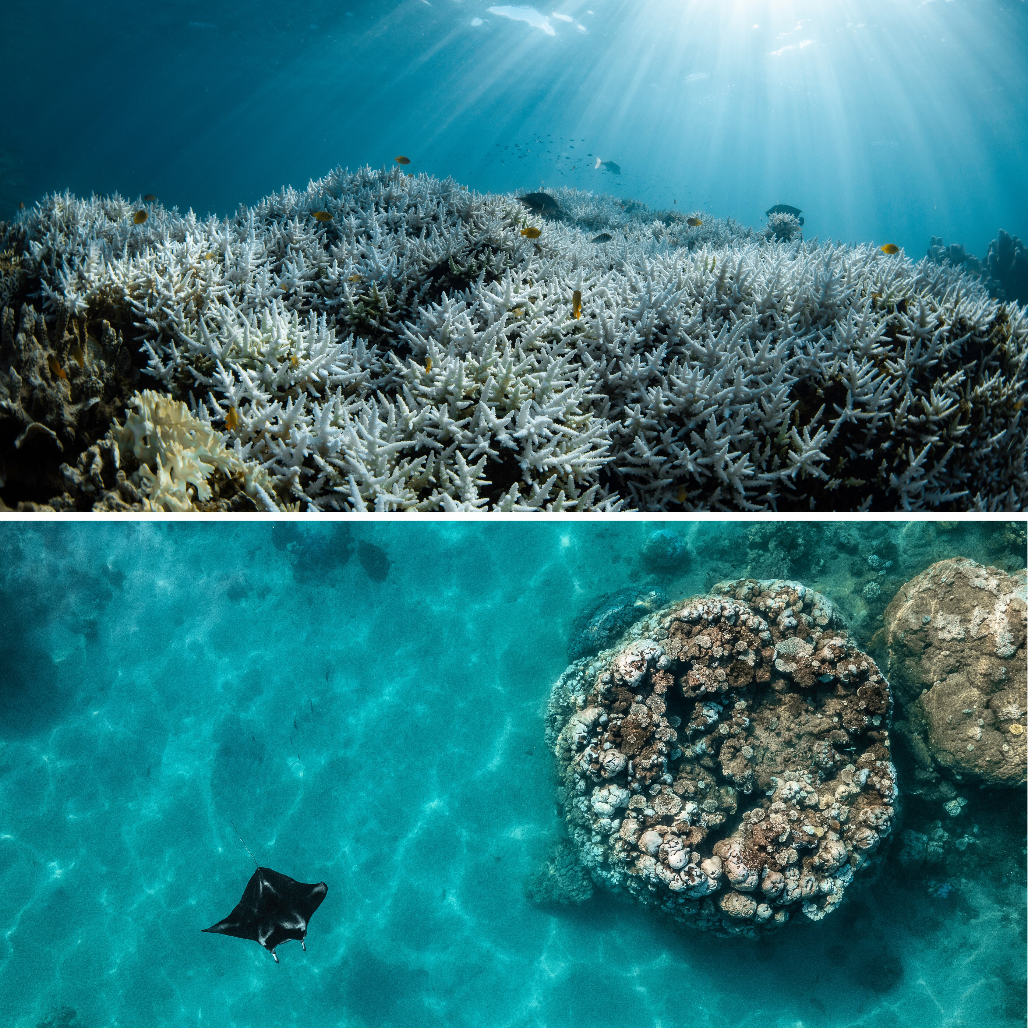 A composite image of underwater corals and an overhead shot of a large bommie with a sting ray swimming.