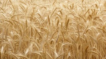 Field of wheat (ABC News: Brad Markham)