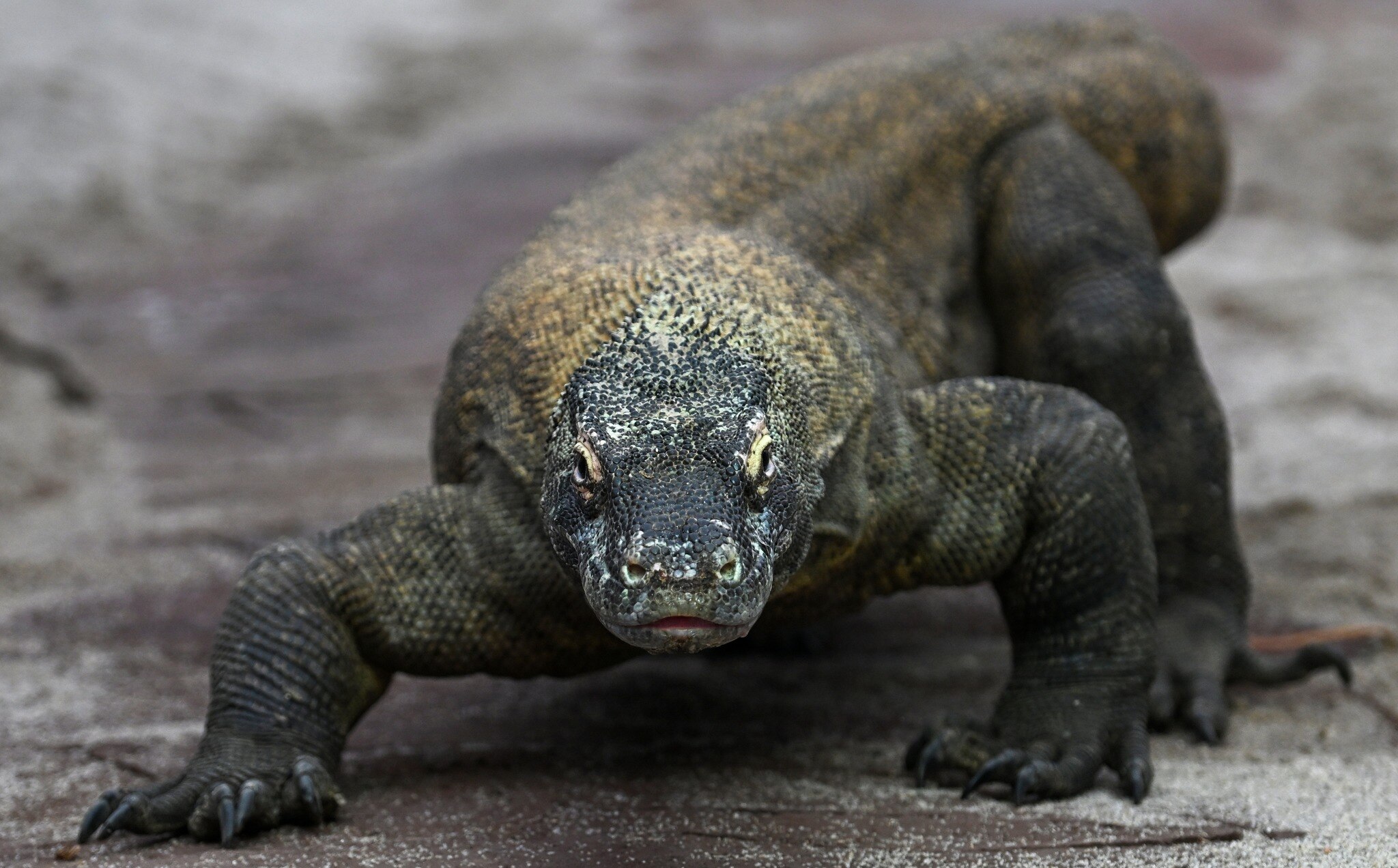 "A huge loss" says Adelaide Zoo after the death of Komodo Dragon, Naga