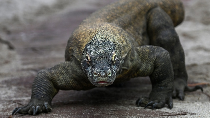 komodo dragon, a lizard-like creature on all-fours