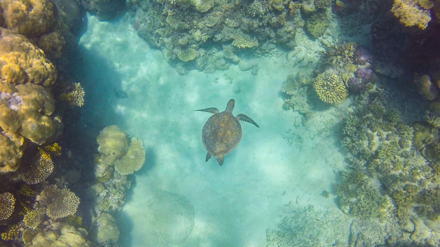 A turtle swims on the reef at the Frankland Islands