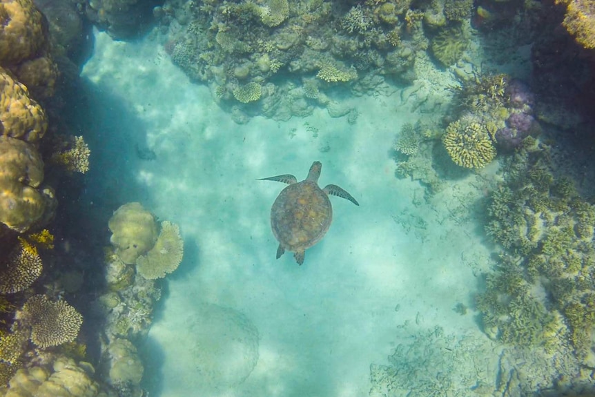 A turtle swims on the reef at the Frankland Islands