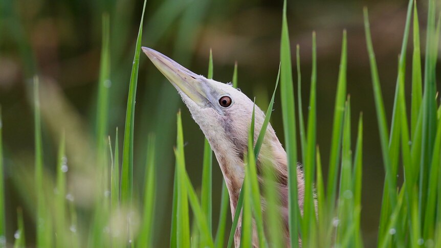 bird head with long beak pointing up, out of green grass