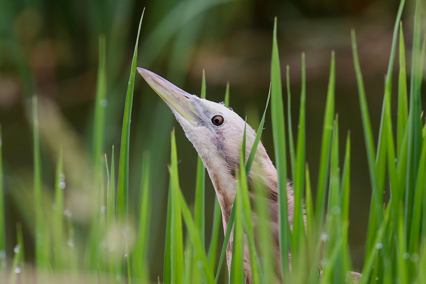 bird head with long beak pointing up, out of green grass